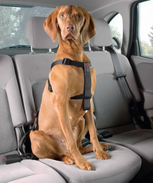 DD Secure suņu auto drošības siksna S 30-60 cm
