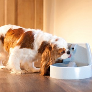 PetSafe Drinkwell® Original automātiskā dzirdinātava 1.5L