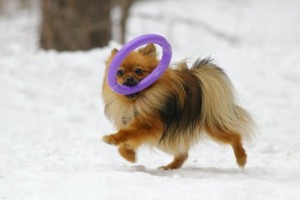 DOG PULLER MINI interaktīva rotaļlieta maziem suņiem 18cm